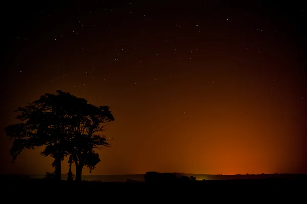 木と星空の夜 — ストック写真
