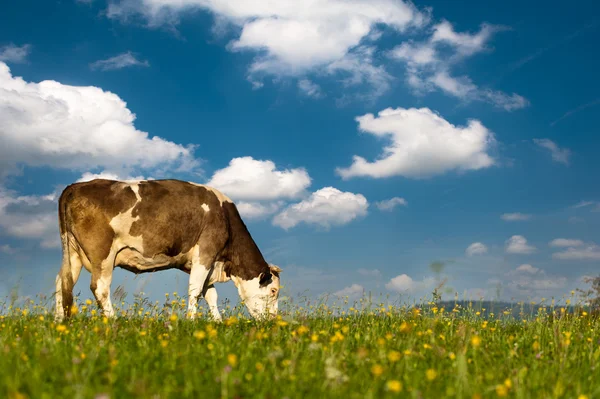 Kuh auf einer Weide — Stockfoto