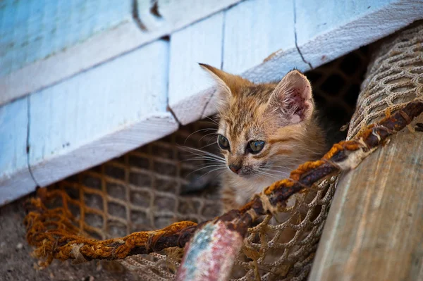 Котёнок в рыболовной сети — стоковое фото