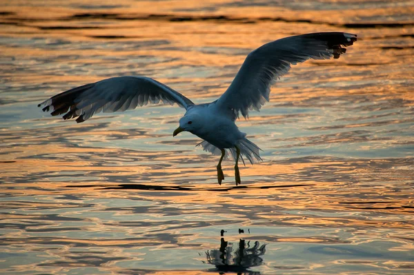 Seagull at dusk — Stock Photo, Image