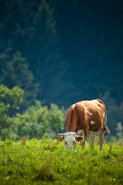 Mucca su un prato — Foto Stock