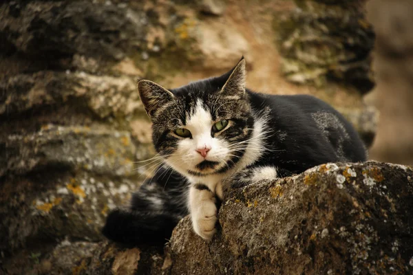 Katze in der Provinz — Stockfoto