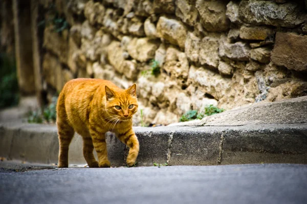 Katt i provence — Stockfoto