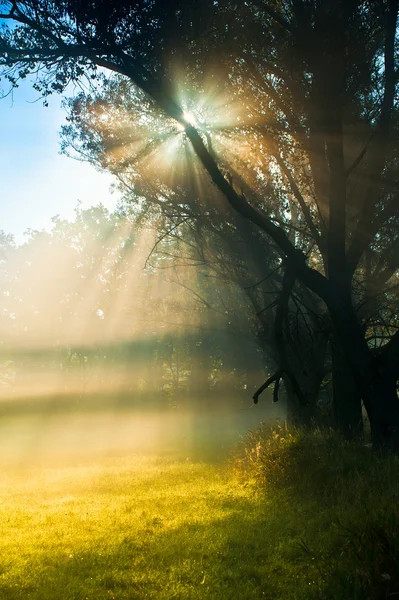 Foggy morning Royalty Free Stock Photos