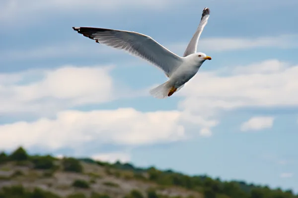 Gaviota en vuelo Fotos de stock libres de derechos