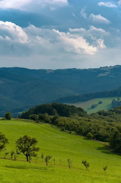 Campo de verano Imágenes de stock libres de derechos