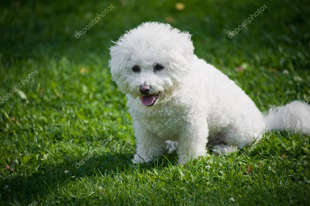 Bichon Baby Stock Photo By C Tompic