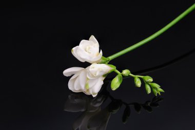 siyah yansıtıcı arka planda izole Frezya çiçeği