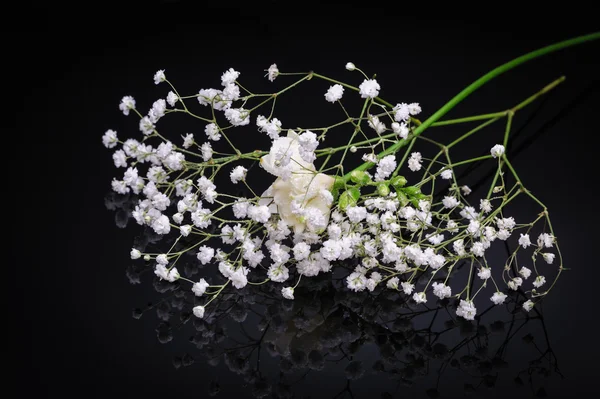 Freesia Blume isoliert auf schwarzem reflektierendem Hintergrund — Stockfoto