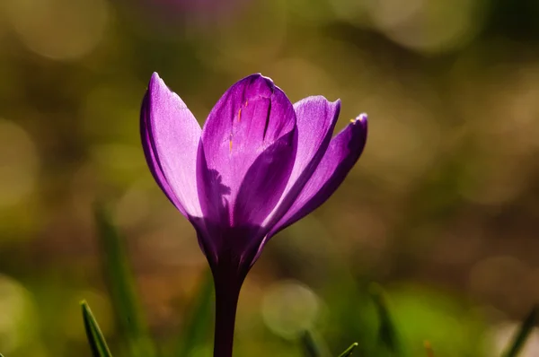Violett Krokus - vårblomma — Stockfoto