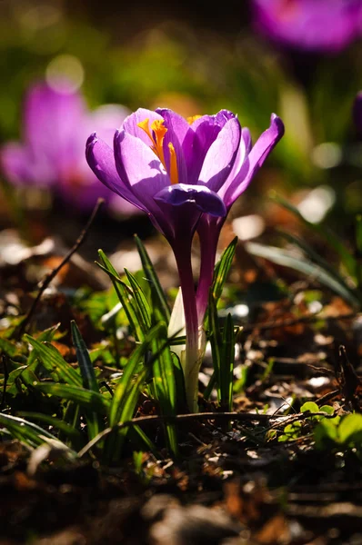紫のクロッカス - 春の花 — ストック写真