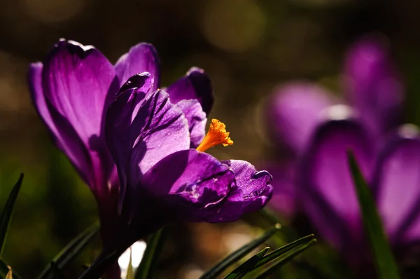 Crocus violeta - flor de primavera — Fotografia de Stock