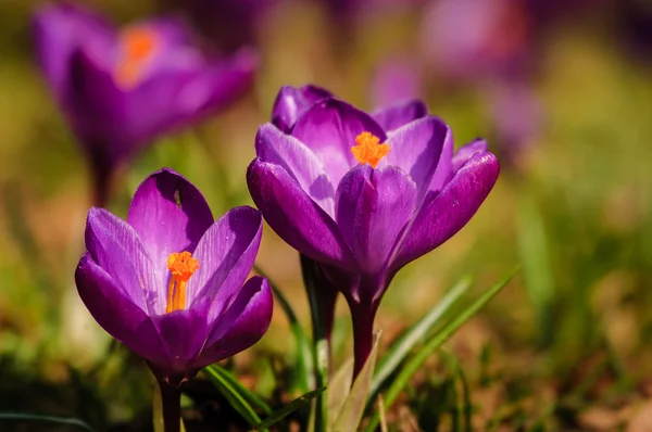 Violet crocus - fleur de printemps — Photo