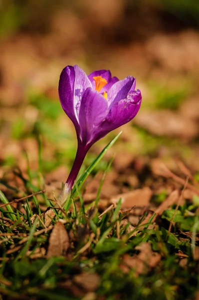 紫のクロッカス - 春の花 — ストック写真