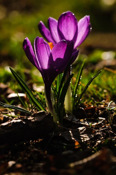 Violett Krokus - vårblomma — Stockfoto