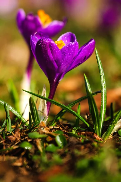 Violett Krokus - vårblomma — Stockfoto