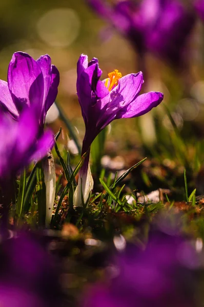 Crocus violeta - flor de primavera — Fotografia de Stock