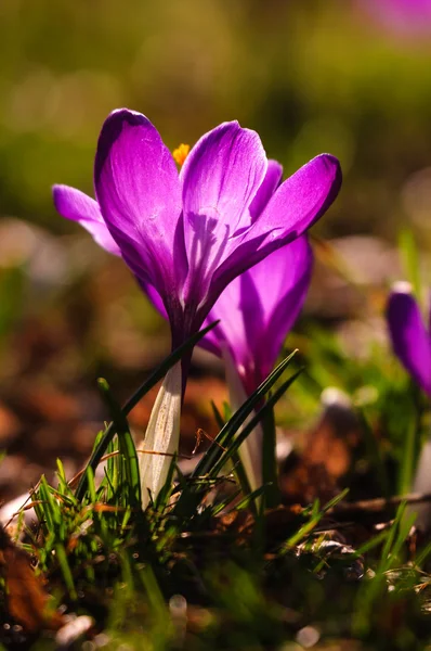 Violet crocus - fleur de printemps — Photo