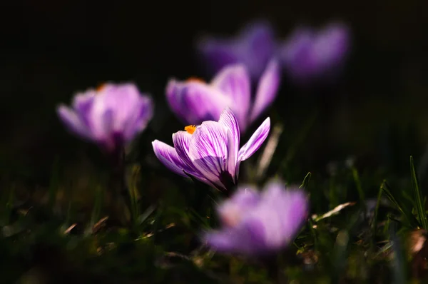 White crocus - spring flower — Stock Photo, Image