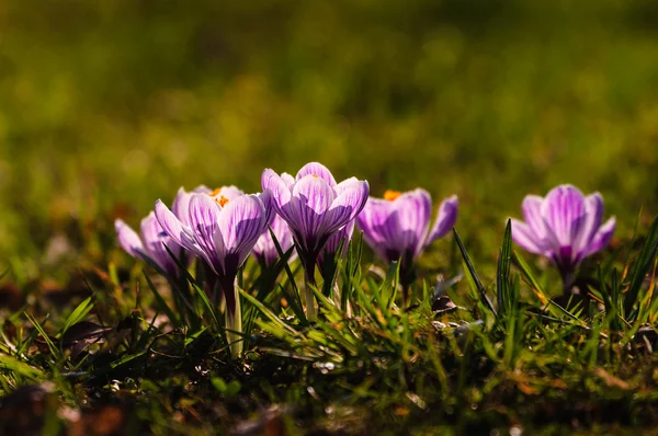 Crocus branco - flor de primavera — Fotografia de Stock