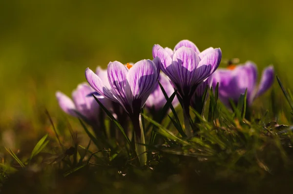 White crocus - spring flower — Stock Photo, Image