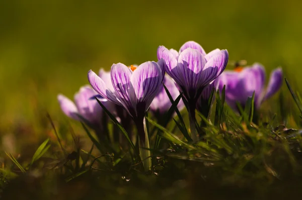 Crocus blanc - fleur de printemps — Photo