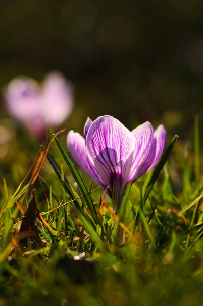 白クロッカス - 春の花 — ストック写真