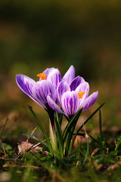 Crocus blanc - fleur de printemps — Photo