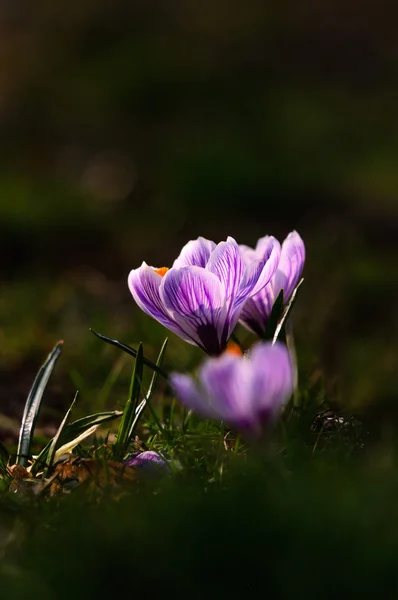 Crocus blanc - fleur de printemps — Photo