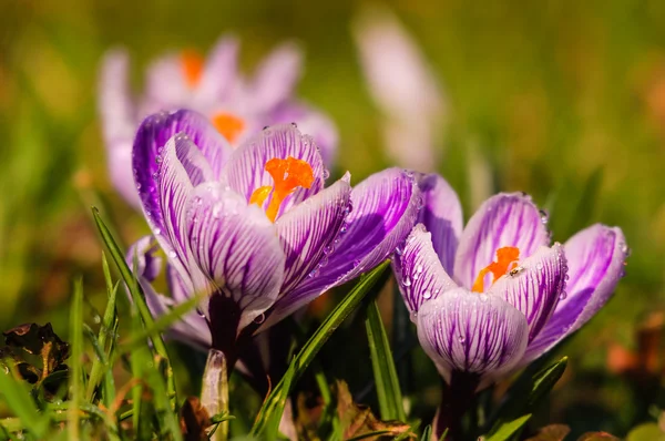 Crocus branco - flor de primavera — Fotografia de Stock