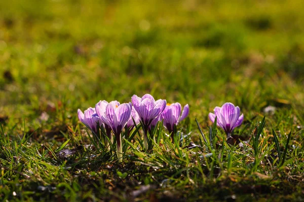 白クロッカス - 春の花 — ストック写真