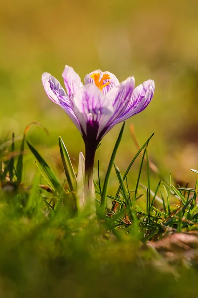 白クロッカス - 春の花 — ストック写真