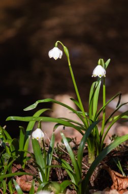 kar tanesi sping çiçek