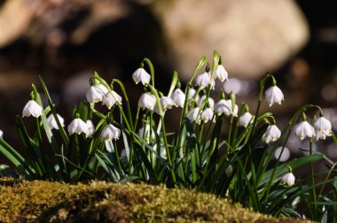 kar tanesi sping çiçek