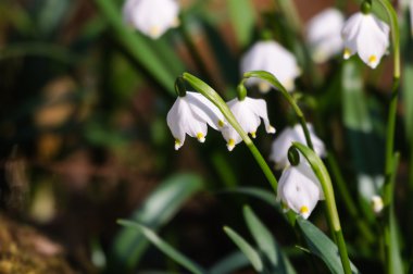 kar tanesi sping çiçek