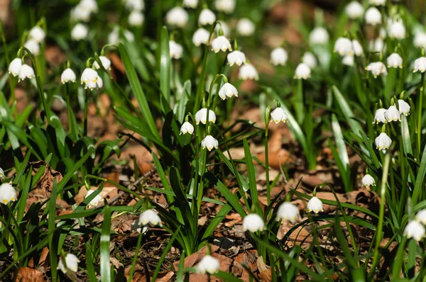 Fulg de zăpadă floare sping — Fotografie, imagine de stoc