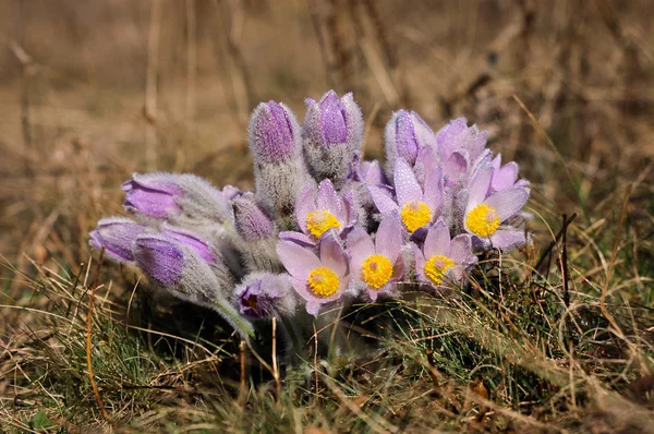 Pasqueflower - début du printemps fleur violette sur une prairie avec de l'herbe — Photo