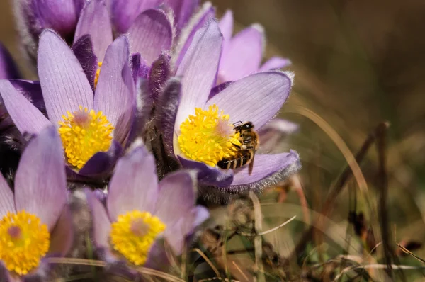 Паскфлоуэр - ранняя весна фиолетовый цветок на лугу с травой — стоковое фото