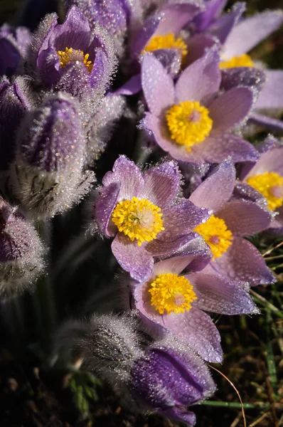 Pasqueflower - début du printemps fleur violette sur une prairie avec de l'herbe — Photo