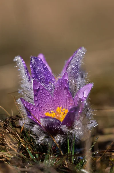 Pasqueflower - début du printemps fleur violette sur une prairie avec de l'herbe — Photo