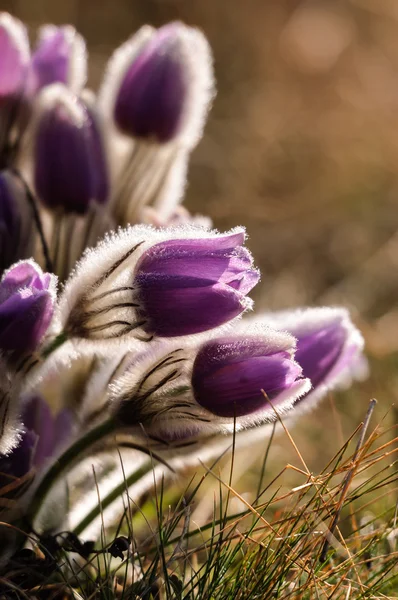 Pasqueflower - flor violeta de primavera adiantada em um prado com grama — Fotografia de Stock