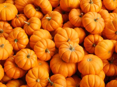 Small pumpkins clipart