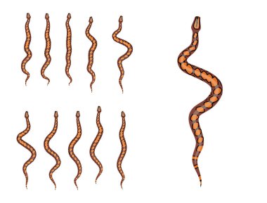 Hayvan Animasyon Dizisi Gökkuşağı Boa Çizgi Film Vektörü