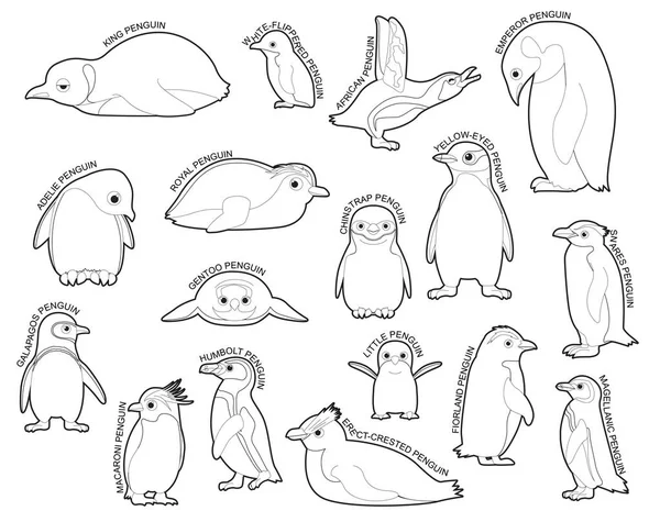 Conjunto Pinguins Vários Tipo Identificar Cartoon Vector Preto Branco — Vetor de Stock