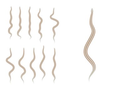 Hayvan Animasyon Dizisi Rosa Boa Çizgi Film Vektörü