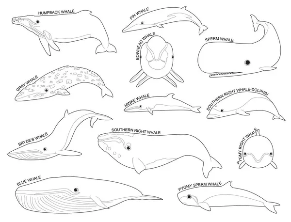 Set Balene Vari Tipi Identificare Vettore Del Fumetto Bianco Nero — Vettoriale Stock