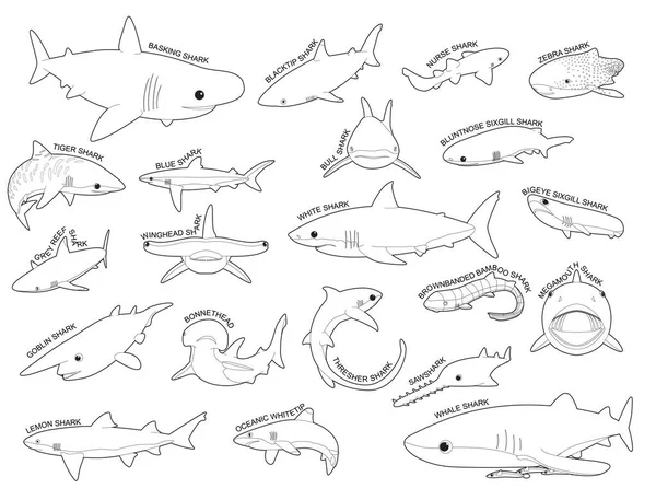 サメ様々な種類の識別漫画ベクトル黒と白 — ストックベクタ