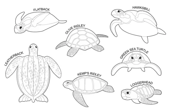 Zeeschildpadenset Diverse Soorten Identificeren Cartoon Vector Zwart Wit — Stockvector