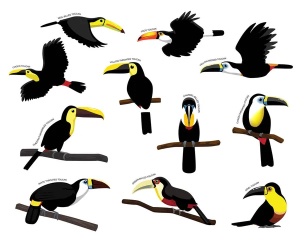 Pták Toucan Set Různé Druh Identifikovat Karikatura Vektor — Stockový vektor