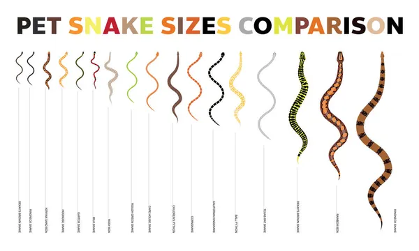 Animal Snake Pet Species Tamaños Comparaciones Vector Set — Archivo Imágenes Vectoriales